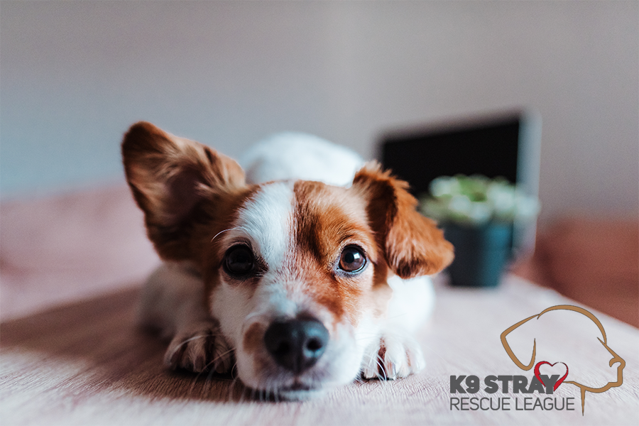 K9 Stray Rescue League 2